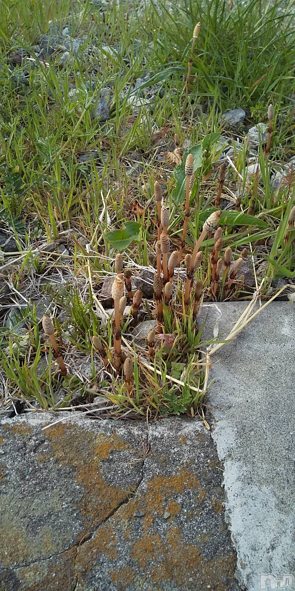 上田発デリヘル人妻華道 上田店(ヒトヅマハナミチウエダテン)【熟女】春美(45)の2021年4月3日写メブログ「つくし」