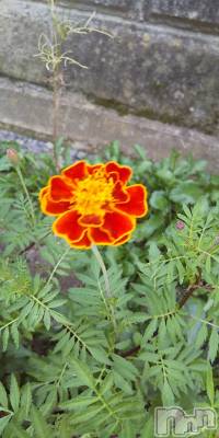 上田発デリヘル 人妻華道 上田店(ヒトヅマハナミチウエダテン) 【熟女】春美(45)の10月21日写メブログ「寒いけど」