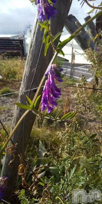 上田発デリヘル 人妻華道 上田店(ヒトヅマハナミチウエダテン) 【熟女】春美(45)の12月4日写メブログ「またまた」