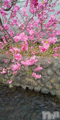 上田発デリヘル 人妻華道 上田店(ヒトヅマハナミチウエダテン) 【熟女】春美(45)の4月8日写メブログ「すこし」