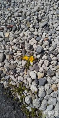 上田発デリヘル 人妻華道 上田店(ヒトヅマハナミチウエダテン) 【熟女】春美(45)の4月11日写メブログ「たんぽぽ」