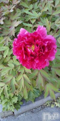 上田発デリヘル 人妻華道 上田店(ヒトヅマハナミチウエダテン) 【熟女】春美(45)の5月4日写メブログ「かなり」