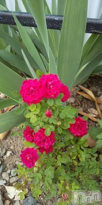 上田発デリヘル 人妻華道 上田店(ヒトヅマハナミチウエダテン) 【熟女】春美(45)の5月26日写メブログ「残念」