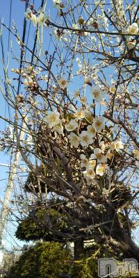 上田発デリヘル 人妻華道 上田店(ヒトヅマハナミチウエダテン) 【熟女】春美(45)の3月11日写メブログ「おはようございます」