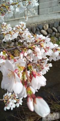 上田発デリヘル 人妻華道 上田店(ヒトヅマハナミチウエダテン) 【熟女】春美(45)の3月25日写メブログ「おはようございます」