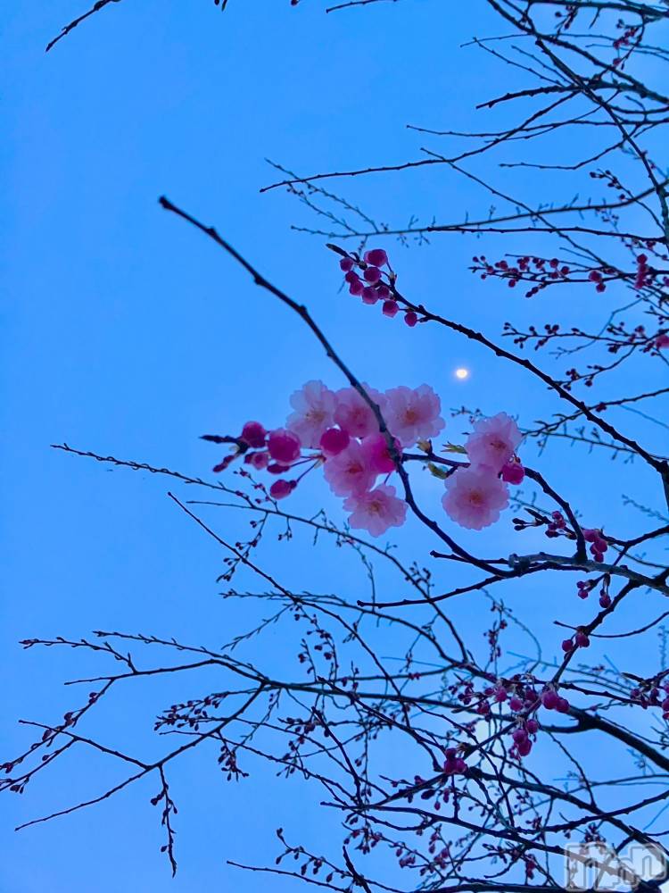 ȯѥ˥󥯥֥ѥ˥󥯥 饤 ()48̥֥🌸