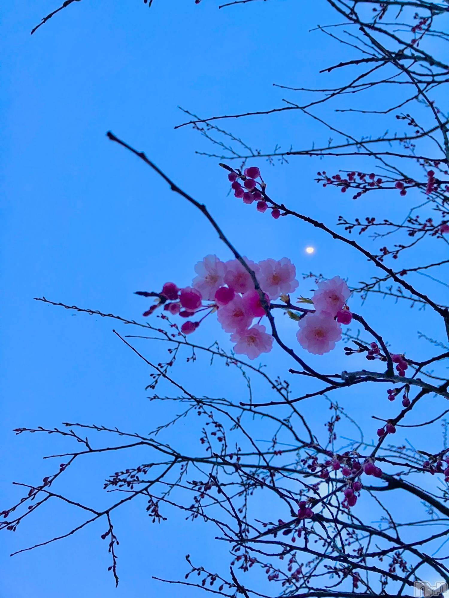ȯѥ˥󥯥֥ѥ˥󥯥 饤 2025ǯ48̥֥🌸