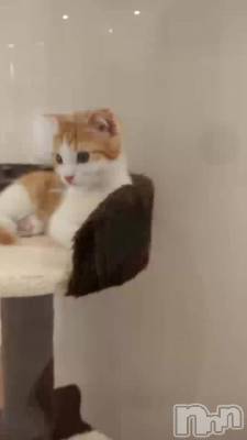 (͡)