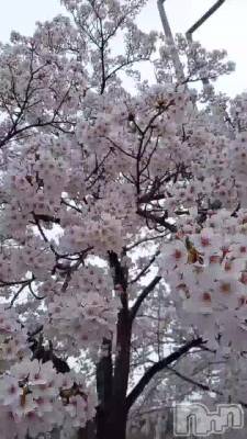 🌸🌸