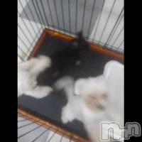 ���������餱��(���š�*)
