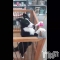 ȯѥ˥󥯥֥ѥ˥󥯥 饤 ߤȤưֲİȯ(=ߦ؎)