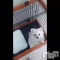 ȯѥ˥󥯥֥ѥ˥󥯥 饤 ߤȤư֤襤(͡)