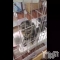 ȯѥ˥󥯥֥ѥ˥󥯥 饤 ߤȤư֢( ϡ)(ϡ )