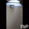 ȯѥ˥󥯥֥ѥ˥󥯥 饤 ߤȤư(*ء)(ء*)