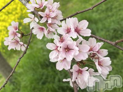 上越デリヘル 上越風俗出張アロママッサージ(ジョウエツフウゾクシュッチョウアロママッサージ) まどか★(35)の4月4日写メブログ「M男さんと仲良し♡」