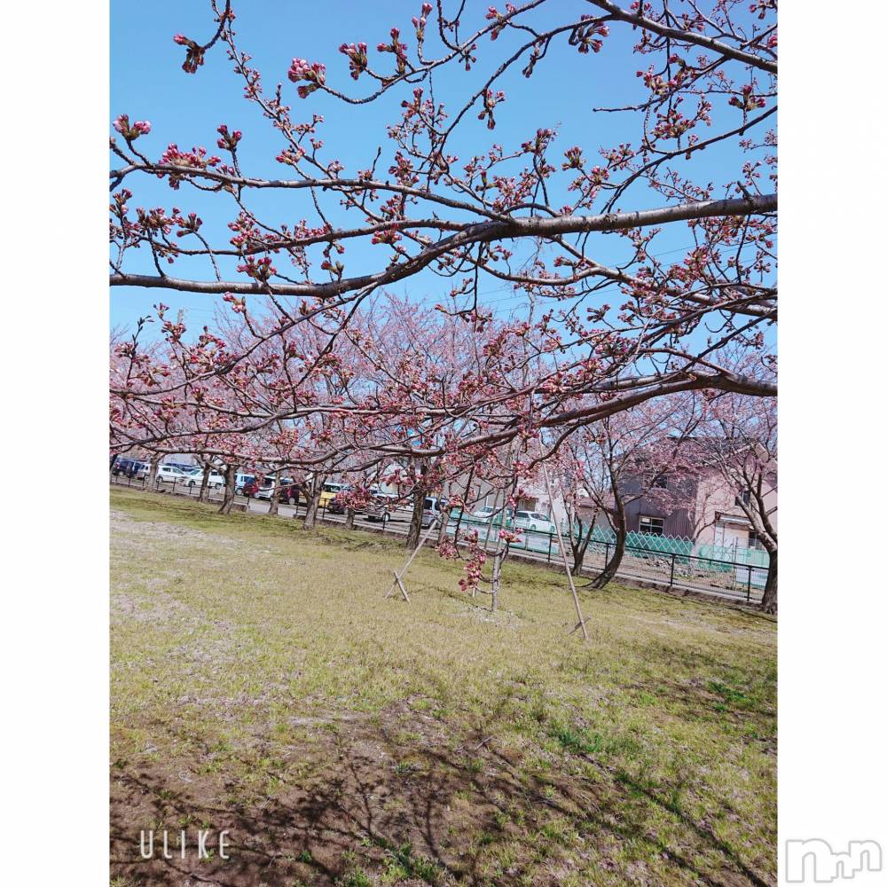 上越人妻デリヘルらぶ妻　～新潟の人妻が集う店～(ラブツマ) 【お得妻】渡辺かな★即尺◎(49)の4月8日写メブログ「まだ早かった💦」