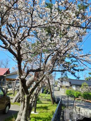 上越デリヘル らぶ妻　～新潟の人妻が集う店～(ラブツマ) 【お得妻】渡辺かな★即尺◎(49)の3月29日写メブログ「出勤しました(*^^*)」