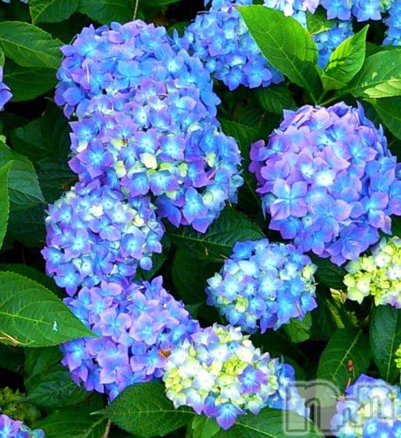 上越デリヘル上越風俗出張アロママッサージ(ジョウエツフウゾクシュッチョウアロママッサージ) 沖縄★しずく(27)の7月1日写メブログ「おはようございます。」