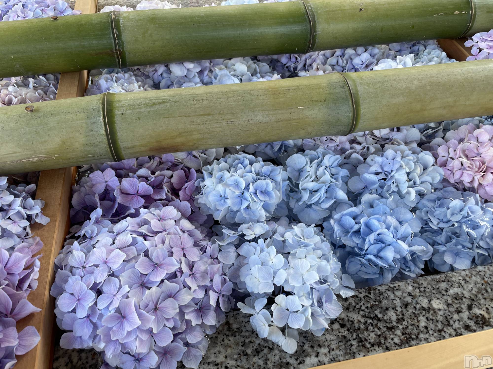 Ĺ襳ѥ˥󥯥ֻ򥳥ѥ˥󥯥 Amour(ࡼ) 2021ǯ74̥֥֤夲Ƥ♡