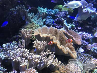 Ĺ襳ѥ˥󥯥ֻ򥳥ѥ˥󥯥 Amour(ࡼ) Ȥߥޥ(36)47ֹ̥֥ԤäƤ