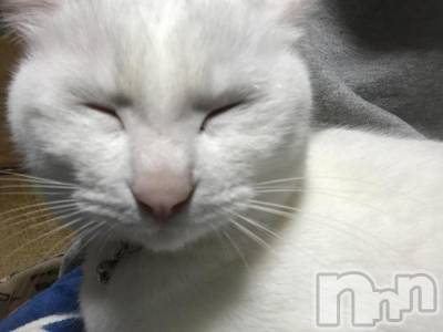 Ĺ襳ѥ˥󥯥ֻ򥳥ѥ˥󥯥 Amour(ࡼ) Ȥߥޥ(36)412̥֥mƬ