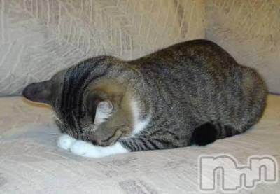 Ĺ襳ѥ˥󥯥ֻ򥳥ѥ˥󥯥 Amour(ࡼ) Ȥߥޥ(36)23̥֥˼ĺڼ¤Ǥ