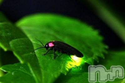 Ĺ襳ѥ˥󥯥ֻ򥳥ѥ˥󥯥 Amour(ࡼ) Ȥߥޥ(36)78ֺ̥֥ǯϹԤ΢