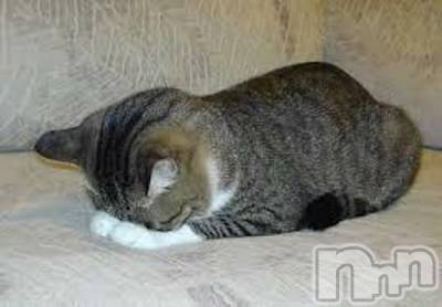 Ĺ襳ѥ˥󥯥ֻ򥳥ѥ˥󥯥 Amour(ࡼ) Ȥߥޥ(36)1012ְ̥֥ǡ