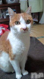 Ĺ襳ѥ˥󥯥ֻ򥳥ѥ˥󥯥 Amour(ࡼ) Ȥߥޥ(36)526ֺ̥֥Τˤ󤳡