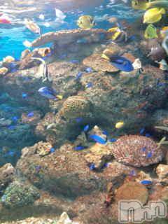 Ĺ襳ѥ˥󥯥ֻ򥳥ѥ˥󥯥 Amour(ࡼ) Ȥߥޥ(36)622ֹ̥֥ԤäƤ