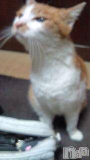 Ĺ襳ѥ˥󥯥ֻ򥳥ѥ˥󥯥 Amour(ࡼ) Ȥߥޥ(36)823̥֥̾