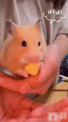 🐹🍎