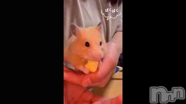 &#x1F439;&#x1F34E;