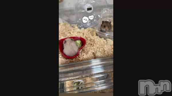 �ֲ�²�������ޤ�����