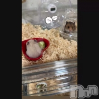 �Ȥ�ߥޥ� ����