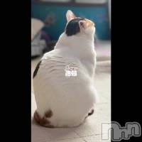 �����γ��ͤء���