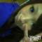 Ĺ襳ѥ˥󥯥ֻ򥳥ѥ˥󥯥 Amour(ࡼ) Ȥߥޥޤ1020̥֥֤礤衪
