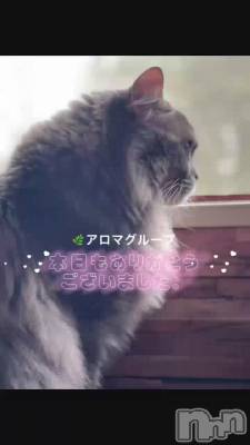 長岡風俗エステ 長岡風俗出張アロママッサージ(ナガオカフウゾクシュッチョウアロママッサージ) ルイ☆ハーフ美人(33)の5月19日動画「鳥さん猫さん＾＾」