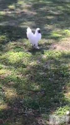 長岡風俗エステ 長岡風俗出張アロママッサージ(ナガオカフウゾクシュッチョウアロママッサージ) ルイ☆ハーフ美人(33)の5月15日動画「郡山へ＾＾」