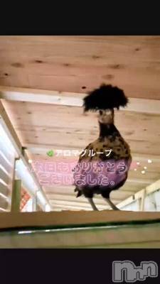 長岡デリヘル 長岡風俗出張アロママッサージ(ナガオカフウゾクシュッチョウアロママッサージ) ルイ☆ハーフ美人(33)の5月31日動画「よろしくお願いします＾＾」