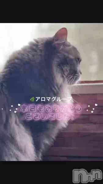 ルイ☆の動画 鳥さん猫さん＾＾