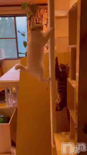 ルイ☆の動画 トワちゃん