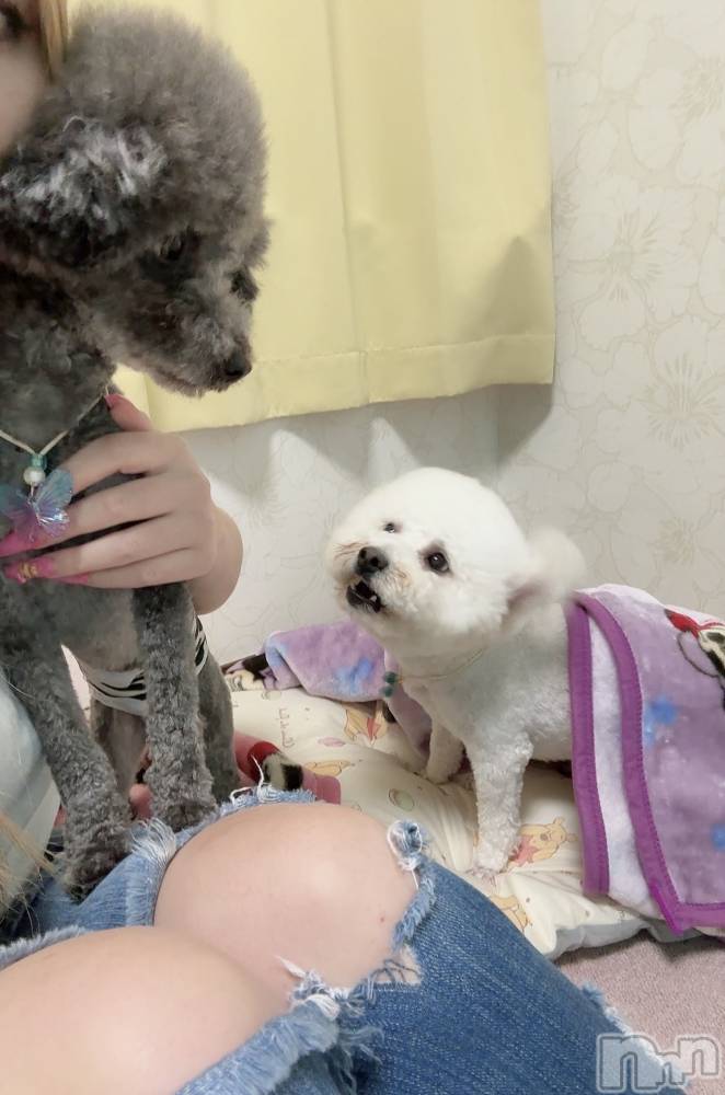 襳ѥ˥󥯥Sugar(奬) Sugarޤޥޤ626̥֥🐶🐾