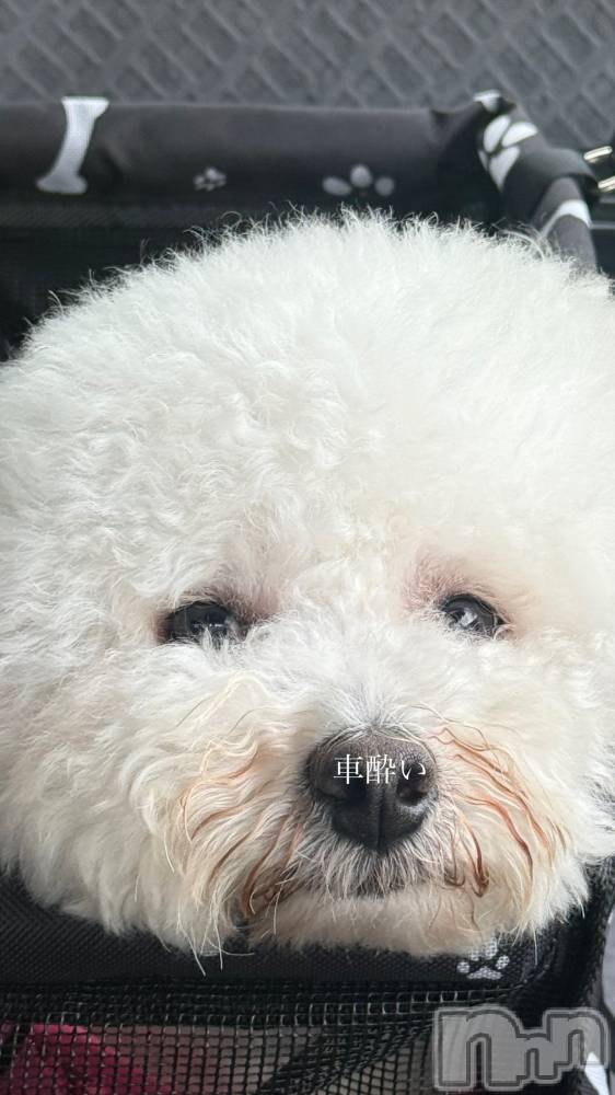 襳ѥ˥󥯥Sugar(奬) Sugarޤޥޤ719̥֥🐕 ͗ ͗