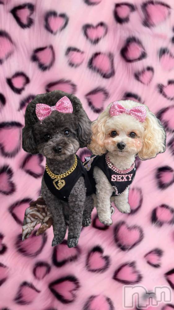 ������襳��ѥ˥��󥯥��Sugar(���奬��) Sugar�ޤ��ޥޤ�12��27���̥�֥�����⛄️��