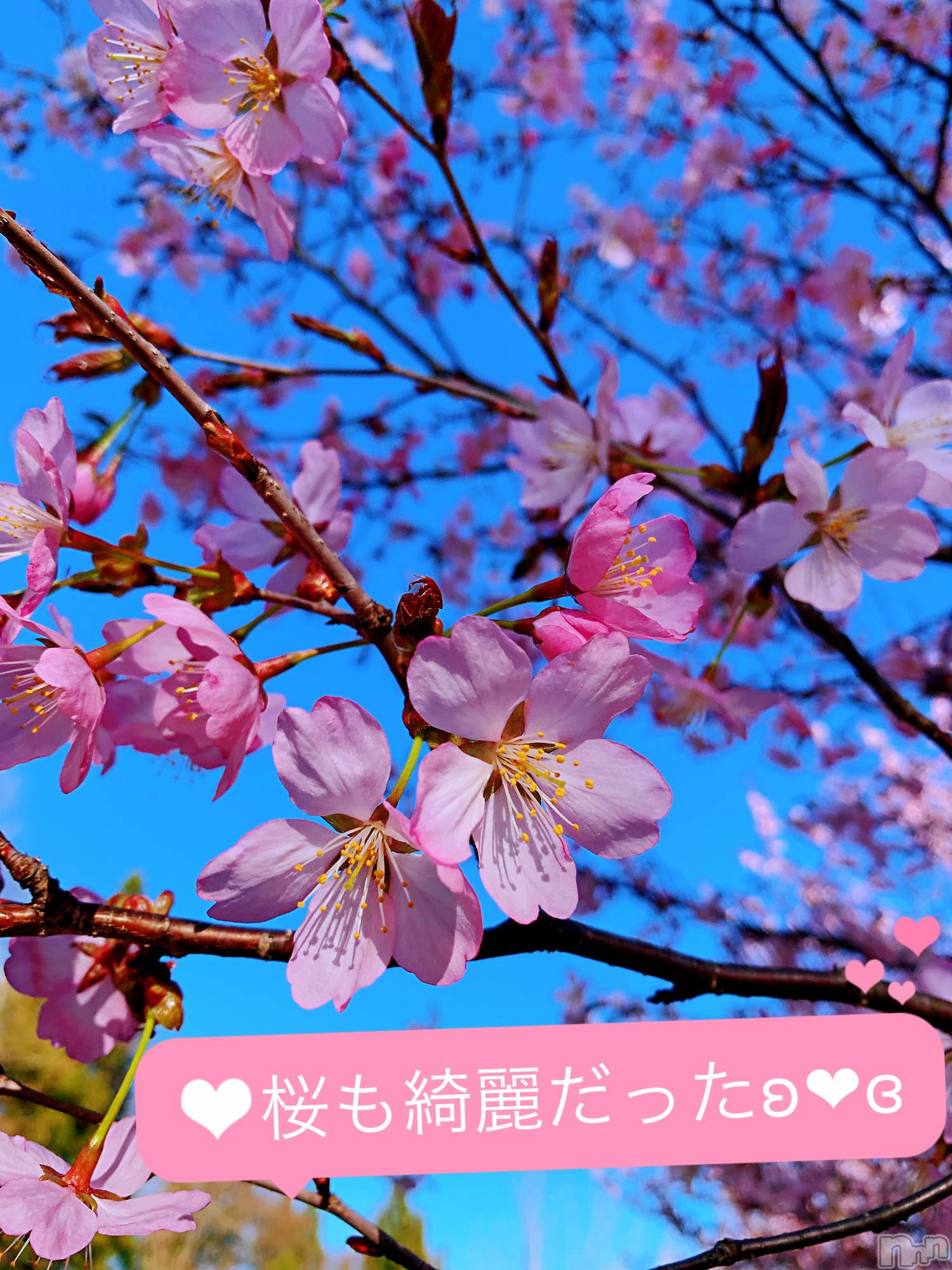 襳ѥ˥󥯥Sugar(奬) 2019ǯ52̥֥־٤줿