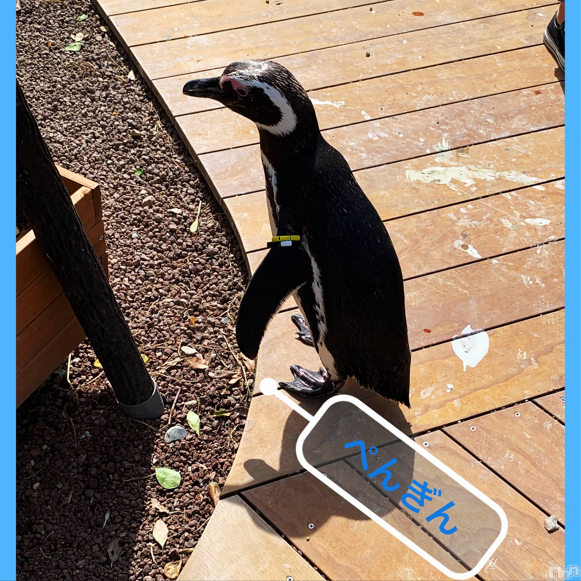 襳ѥ˥󥯥Sugar(奬) 2019ǯ528̥֥֤Ҥޡ