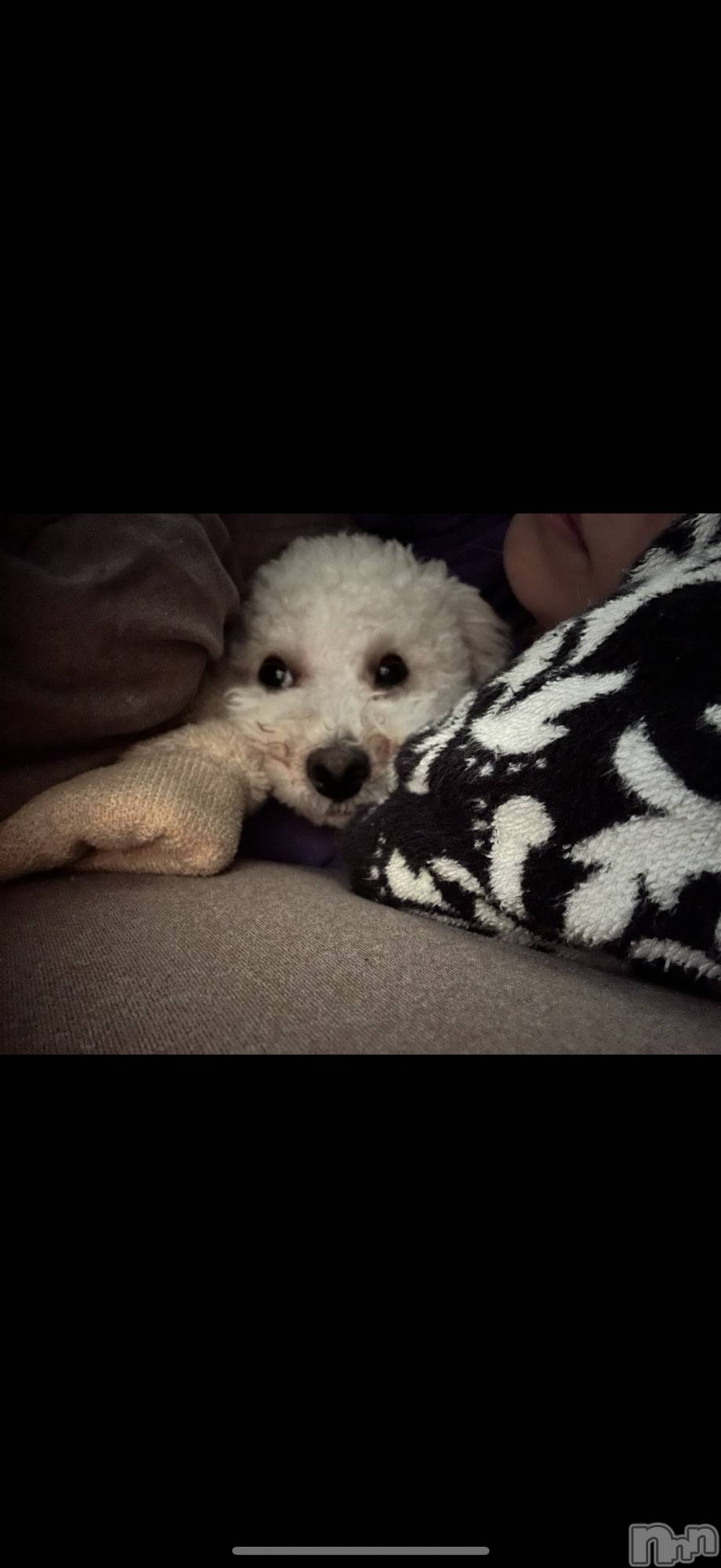 襳ѥ˥󥯥Sugar(奬) 2025ǯ530̥֥🐕 💗