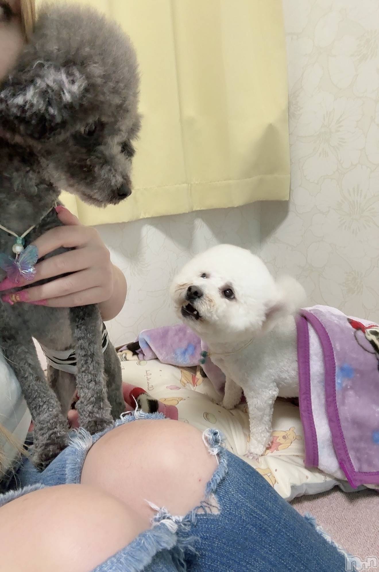 襳ѥ˥󥯥Sugar(奬) 2025ǯ626̥֥🐶🐾