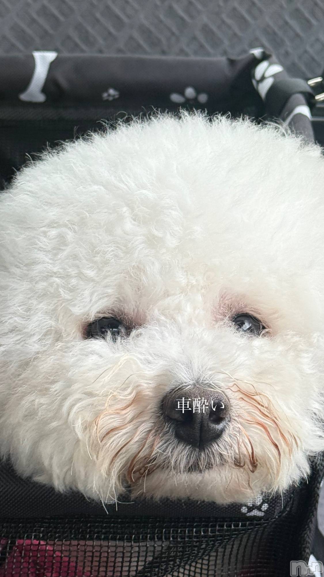 襳ѥ˥󥯥Sugar(奬) 2025ǯ719̥֥🐕 ͗ ͗
